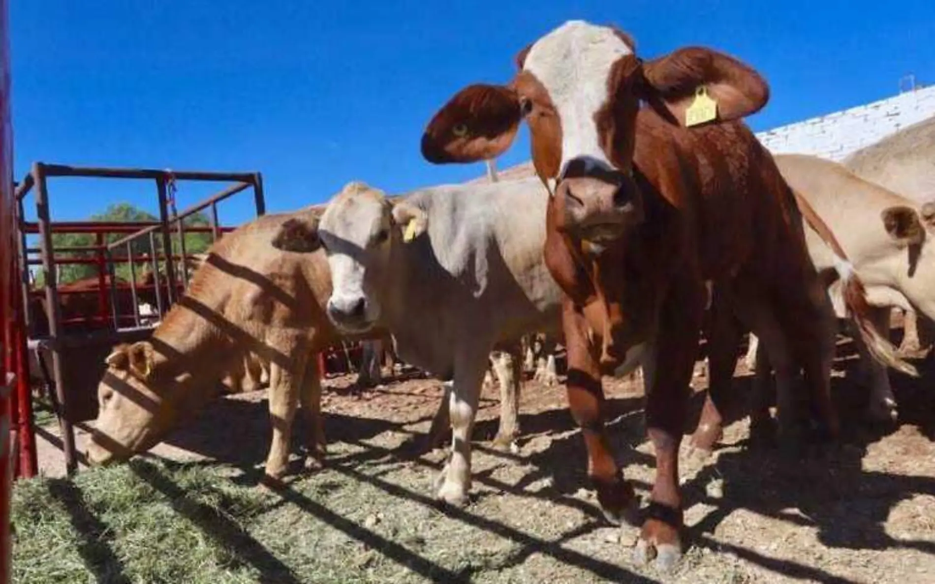 Productores ganaderos deben de ser beneficiados con presupuesto 2023: Rubén Maldonado